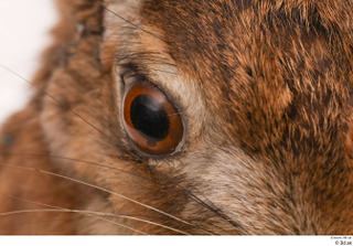 Hare  1 eye 0001.jpg